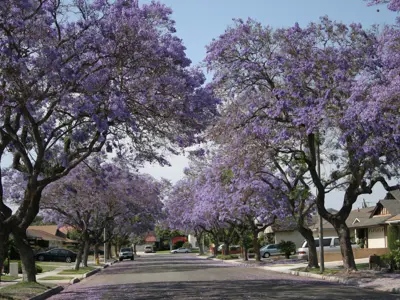 Jacarandas lining Cerritos residential street