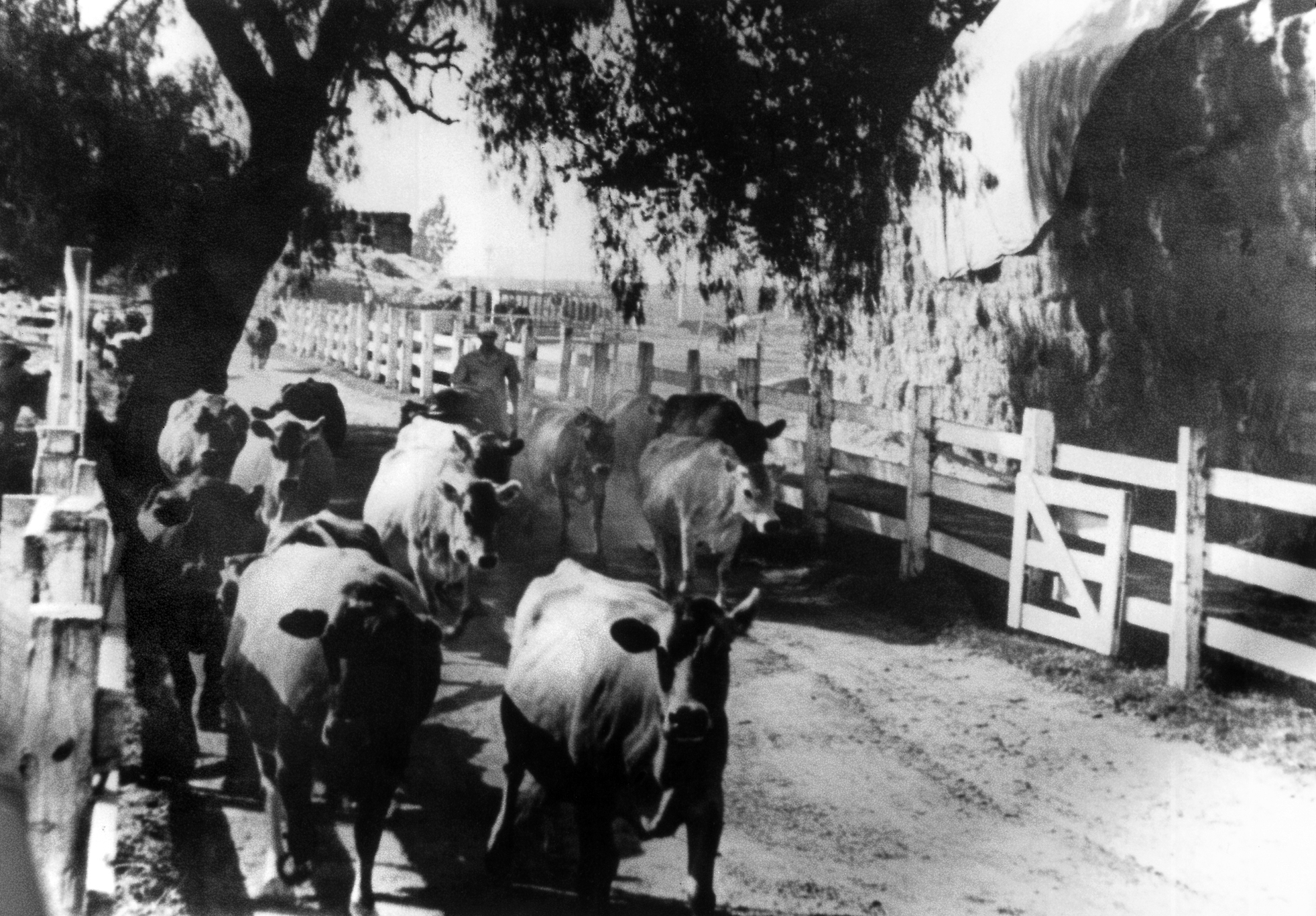 Photo of a Dairy Valley farmer